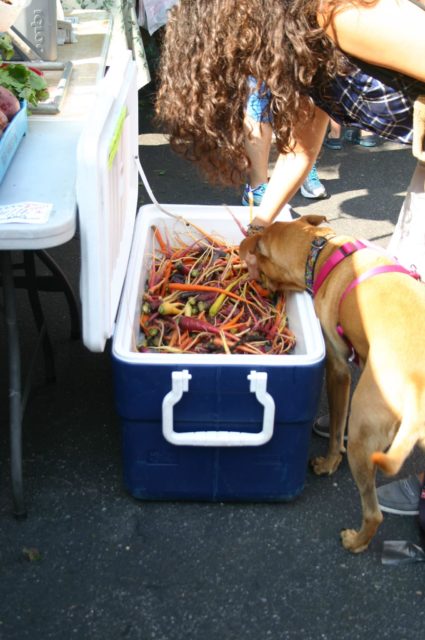 A dog noses into a cooler full of veggies